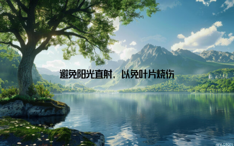 避免阳光直射, 以免叶片烧伤