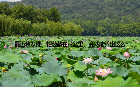 最近我发现, 把葱栽在花盆里, 竟然能养出这么美的大盆栽葱, 不仅养眼又养生, 还让我学到了不少种植技巧