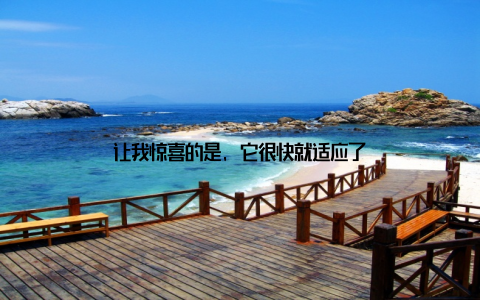 让我惊喜的是, 它很快就适应了