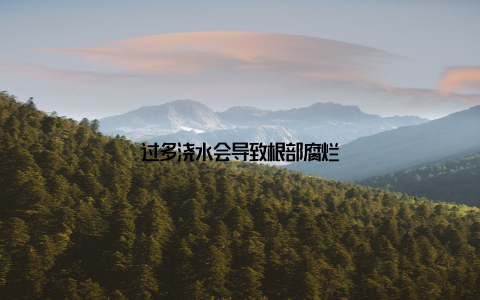 过多浇水会导致根部腐烂