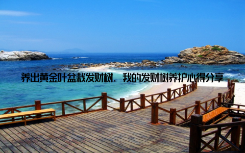 养出黄金叶盆栽发财树, 我的发财树养护心得分享! 大家好, 今天我要和大家分享一下我的养花心得, 特别是关于如何养护发财树, 让它长出黄金叶