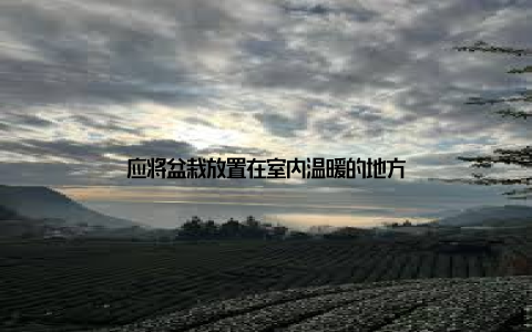 应将盆栽放置在室内温暖的地方