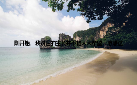 刚开始, 我对它的生长并不抱太大希望, 心想这小小的咖啡豆, 能长成什么样子呢? 随着时间的推移, 我惊喜地发现, 我的咖啡豆盆栽竟然真的发芽了! 那嫩绿的小芽, 让我感受到了生命的力量