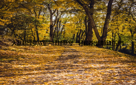 大盆栽绿萝成室内绿植新宠, 轻松养出清新好空气! 随着生活节奏的加快, 都市人们越来越追求绿色、健康的生活方式