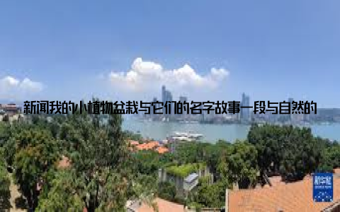 新闻我的小植物盆栽与它们的名字故事一段与自然的温馨对话在这个快节奏的生活里, 我找到了一种与自然和谐相处的方式创意小植物盆栽