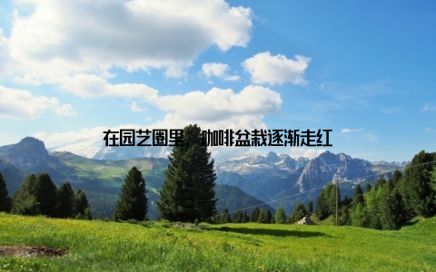 在园艺圈里, 咖啡盆栽逐渐走红