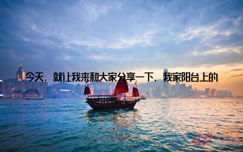 今天, 就让我来和大家分享一下, 我家阳台上的那盆盆栽松树, 它不仅绿意盎然, 传统韵味十足, 更是我家居生活中的艺术佳品