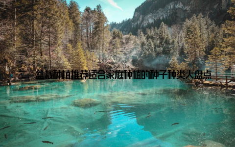 二、盆栽种植推荐适合家庭种植的种子种类大盘点 多肉植物种子多肉植物种子, 如景天科、石莲花等, 具有独特的造型和丰富的色彩