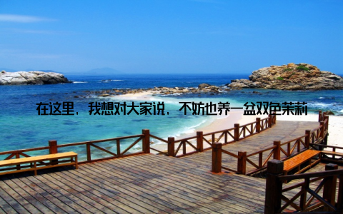 在这里, 我想对大家说, 不妨也养一盆双色茉莉盆栽吧! 它会让你的生活变得更加美好! 双色茉莉盆栽, 这盆家居绿植新宠, 不仅让我养眼, 还净化了我的空气
