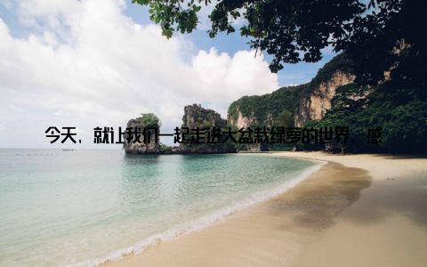 今天, 就让我们一起走进大盆栽绿萝的世界, 感受那份独特的绿意吧! 一、大盆栽绿萝家居绿植新宠近年来, 随着人们对生活品质的追求, 家居绿植逐渐成为了家庭装饰的新宠