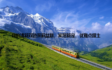 我的清新双色茉莉盆栽, 家居新宠, 优雅点缀生活每一刻嘿, 亲爱的朋友们, 今天我要和大家分享一个让我生活变得更加美好的小秘密我的双色茉莉盆栽