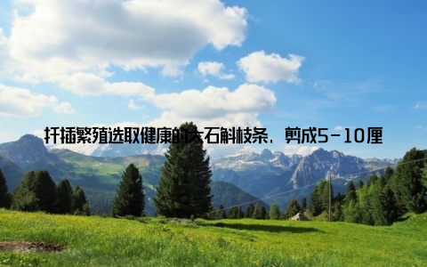 扦插繁殖选取健康的大石斛枝条, 剪成5-10厘米长的小段, 插入土壤中, 保持土壤湿润, 待生根后即可移栽