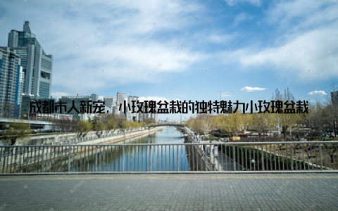 成都市人新宠, 小玫瑰盆栽的独特魅力小玫瑰盆栽之所以能在成都市人中受到热捧, 离不开它以下几个独特的优势 美观大方小玫瑰盆栽的花朵小巧玲珑, 颜色鲜艳, 摆放在家中或办公室, 既能美化环境, 又能提升心情