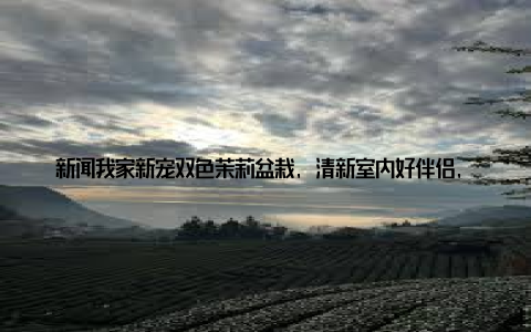 新闻我家新宠双色茉莉盆栽, 清新室内好伴侣, 快来和我一起见证它的魅力! 家, 是我们心灵的港湾, 而一盆盆栽, 就是点缀这个港湾的点睛之笔