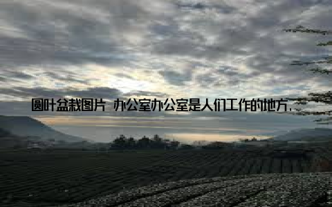 圆叶盆栽图片 办公室办公室是人们工作的地方, 摆放一盆圆叶盆栽, 既能缓解工作压力, 又能提升办公环境