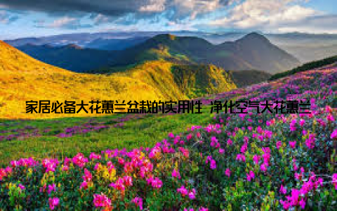 家居必备大花蕙兰盆栽的实用性 净化空气大花蕙兰具有净化空气、吸附有害物质的作用, 为家居环境提供清新健康的空气