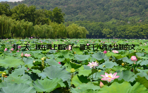 有一天, 我在网上看到了一篇关于八西木盆栽的文章, 它介绍了这种植物具有净化空气、调节室内湿度等多种功能