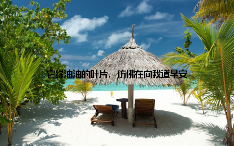 它绿油油的叶片, 仿佛在向我道早安