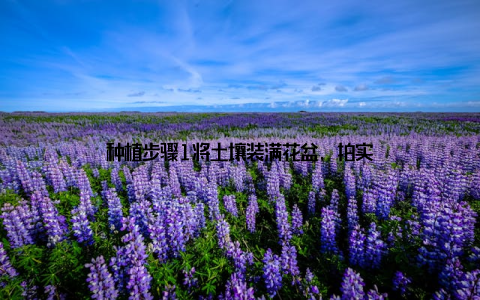 种植步骤1将土壤装满花盆, 拍实