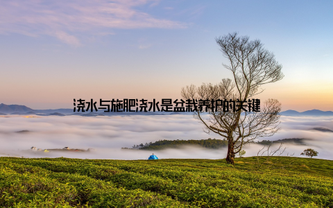 浇水与施肥浇水是盆栽养护的关键