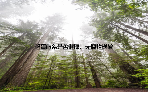 检查根系是否健康, 无腐烂现象