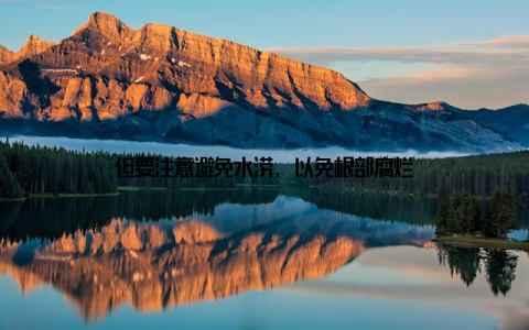 但要注意避免水涝, 以免根部腐烂