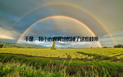 于是, 我小心翼翼地剪掉了这些枝条