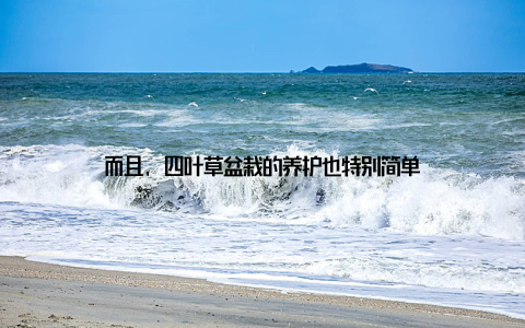 而且, 四叶草盆栽的养护也特别简单