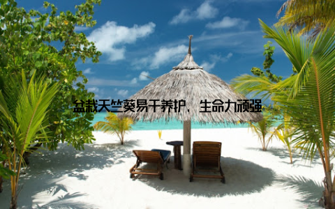 盆栽天竺葵易于养护, 生命力顽强