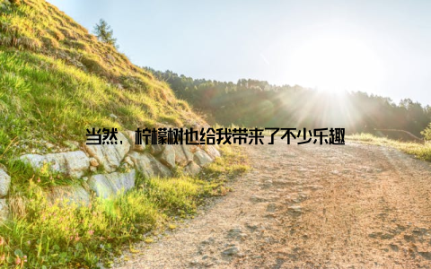 当然, 柠檬树也给我带来了不少乐趣