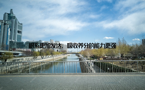 根系更加发达, 吸收养分的能力更强