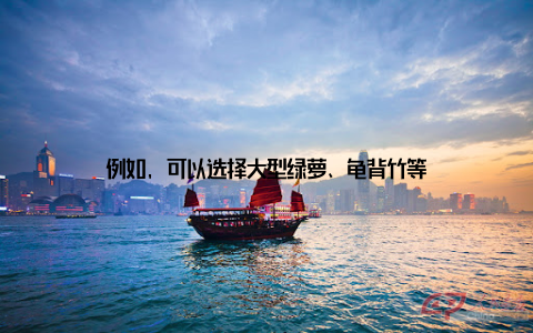 例如, 可以选择大型绿萝、龟背竹等