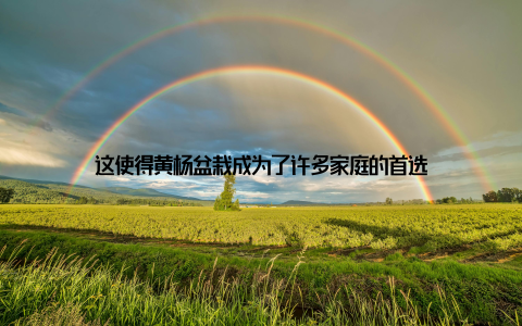 这使得黄杨盆栽成为了许多家庭的首选