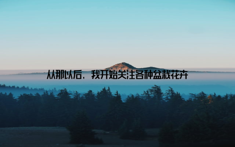 从那以后, 我开始关注各种盆栽花卉