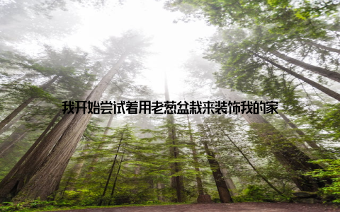 我开始尝试着用老葱盆栽来装饰我的家