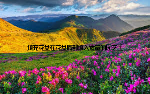 填充花盆在花盆底部填入适量的园艺土