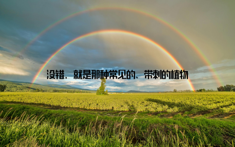 没错, 就是那种常见的、带刺的植物