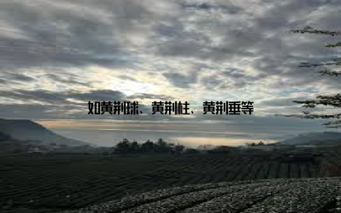 如黄荆球、黄荆柱、黄荆垂等