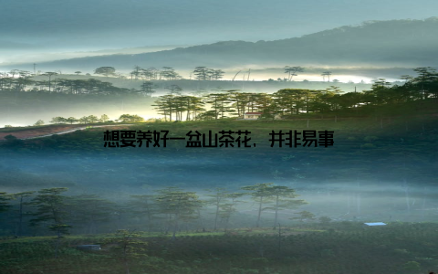 想要养好一盆山茶花, 并非易事