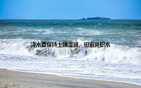 浇水要保持土壤湿润, 但避免积水
