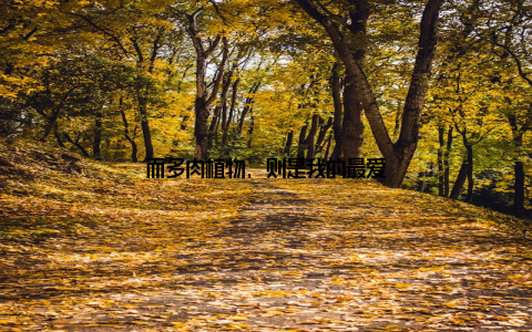 而多肉植物, 则是我的最爱