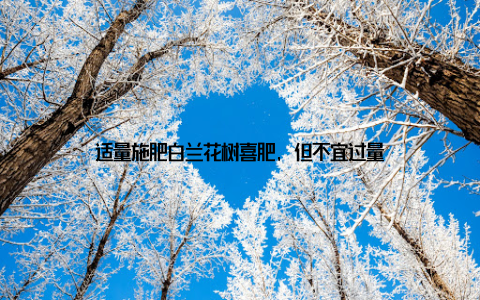 适量施肥白兰花树喜肥, 但不宜过量