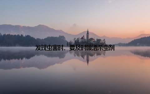 发现虫害时, 要及时喷洒杀虫剂