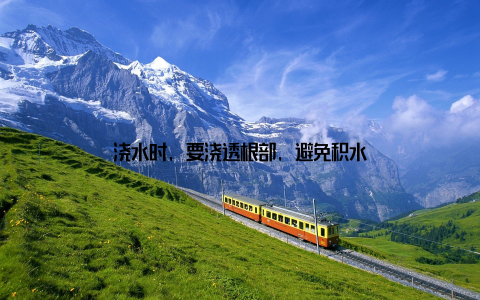 浇水时, 要浇透根部, 避免积水