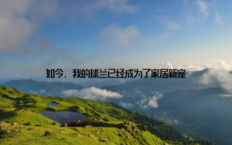 如今, 我的球兰已经成为了家居新宠