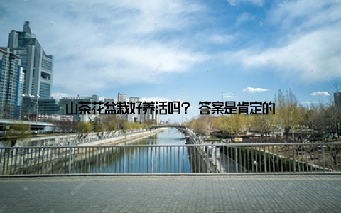 山茶花盆栽好养活吗? 答案是肯定的