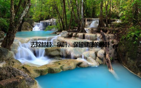 去除枯枝、病叶, 保留健康的枝叶