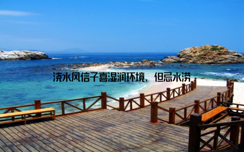 浇水风信子喜湿润环境, 但忌水涝