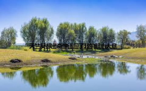 天竺葵却出奇地适应了我的粗心大意