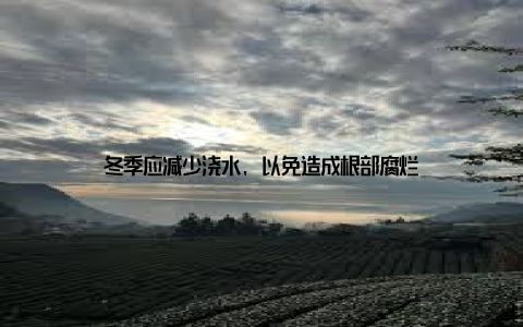 冬季应减少浇水, 以免造成根部腐烂